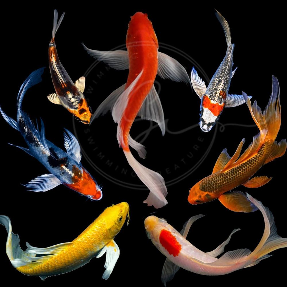 Aquarium Fish In Pond - Ikan Koi Warna-warni untuk Kolam dan