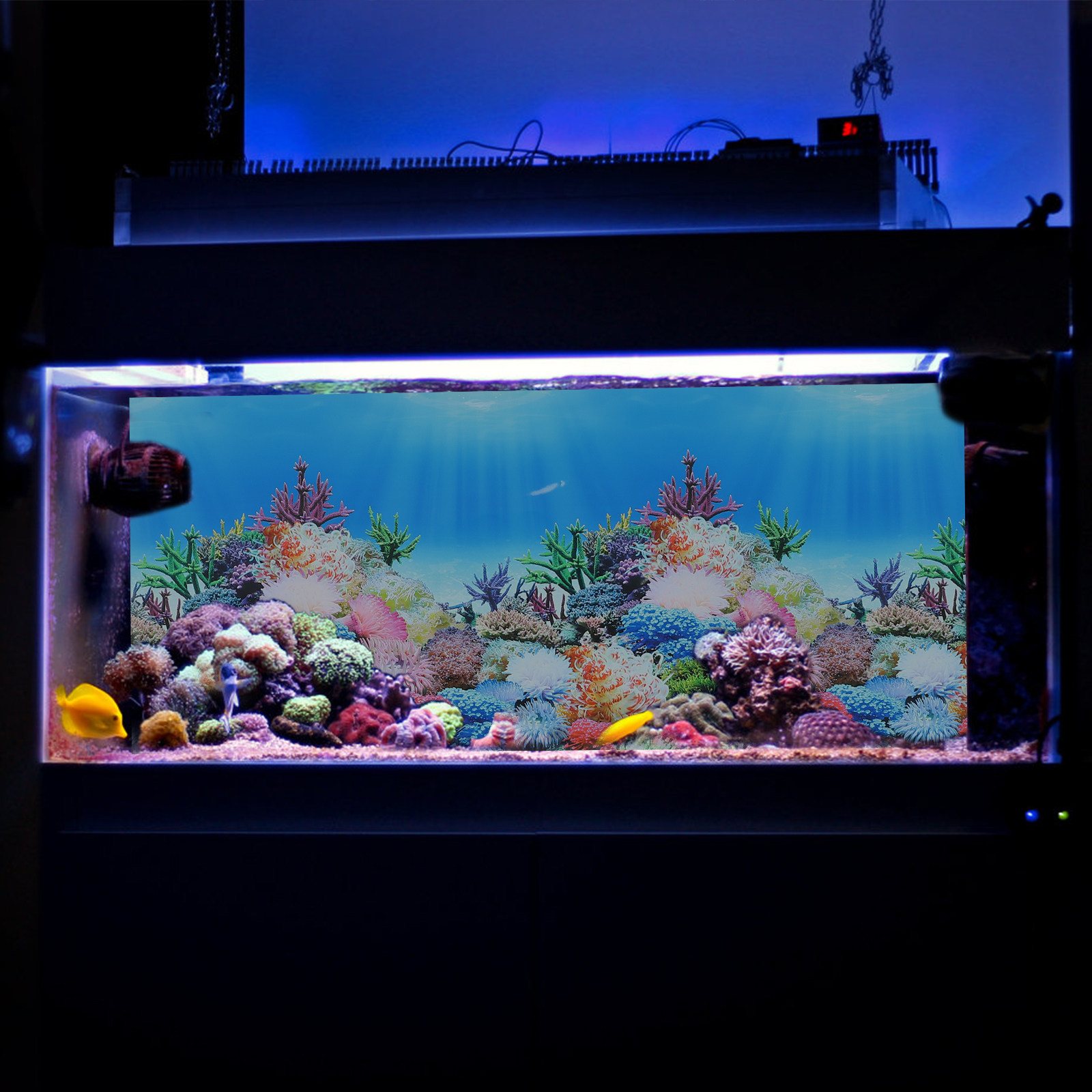 Fish In Aquarium Picture - Kertas Latar Belakang Dekorasi Akuarium Tangki