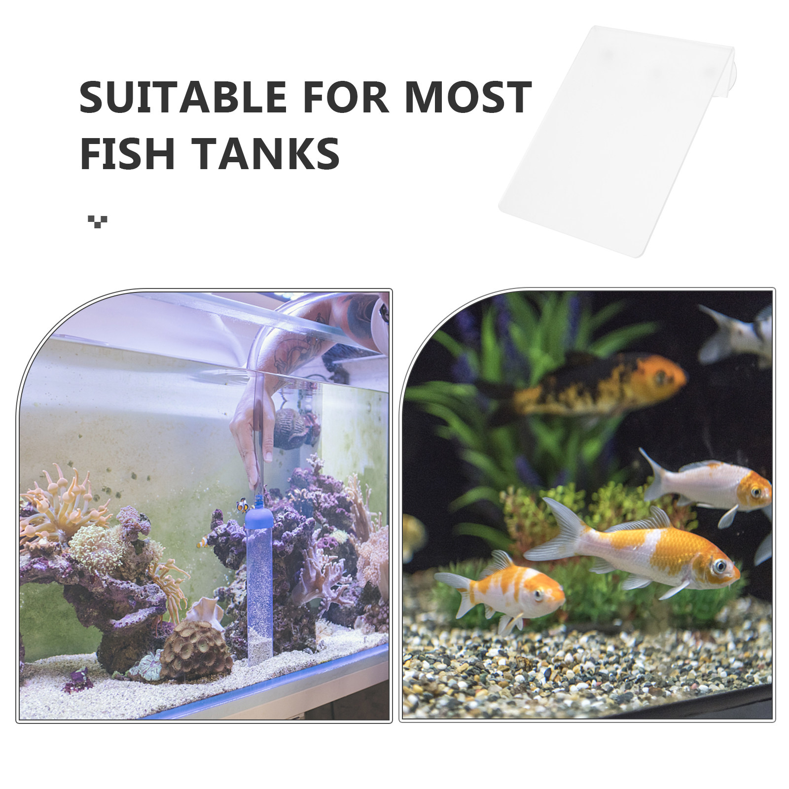 Cawan Penangkap Ikan Lepas Pas - Aquarium Fish Discus ulasan dan harga