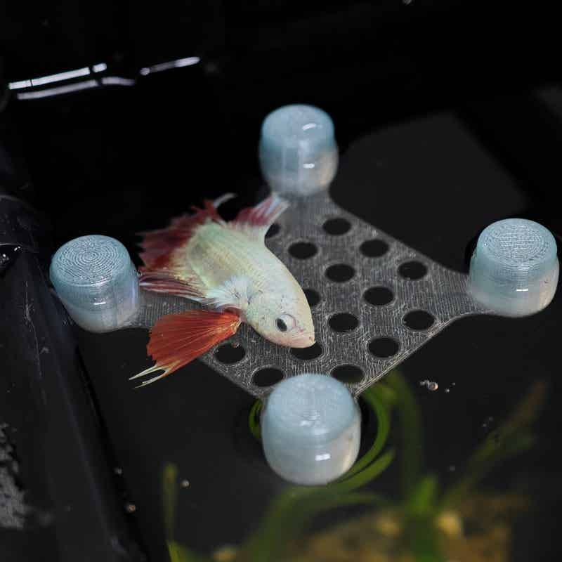 Tempat Tidur Ikan Cupang denga - Aquarium Fish Escape ulasan dan harga