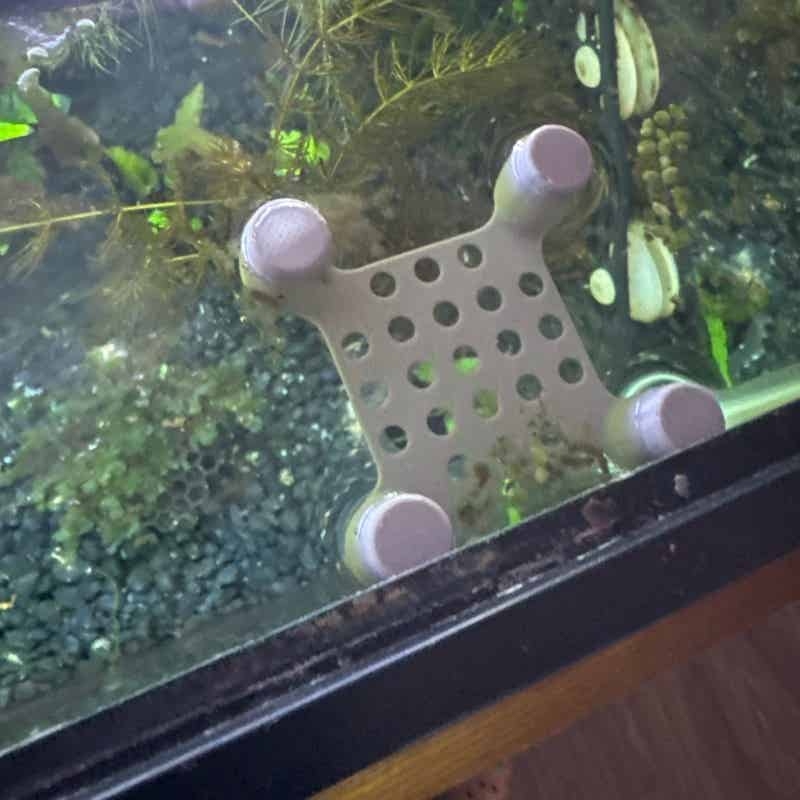 Tempat Tidur Ikan Cupang denga - Aquarium Fish Escape ulasan dan harga