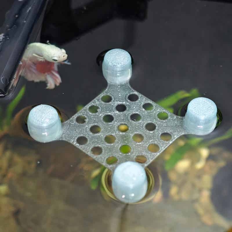 Tempat Tidur Ikan Cupang denga - Aquarium Fish Escape ulasan dan harga