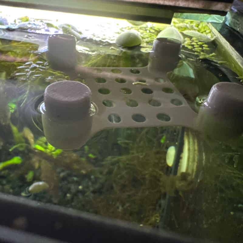 Tempat Tidur Ikan Cupang denga - Aquarium Fish Escape ulasan dan harga