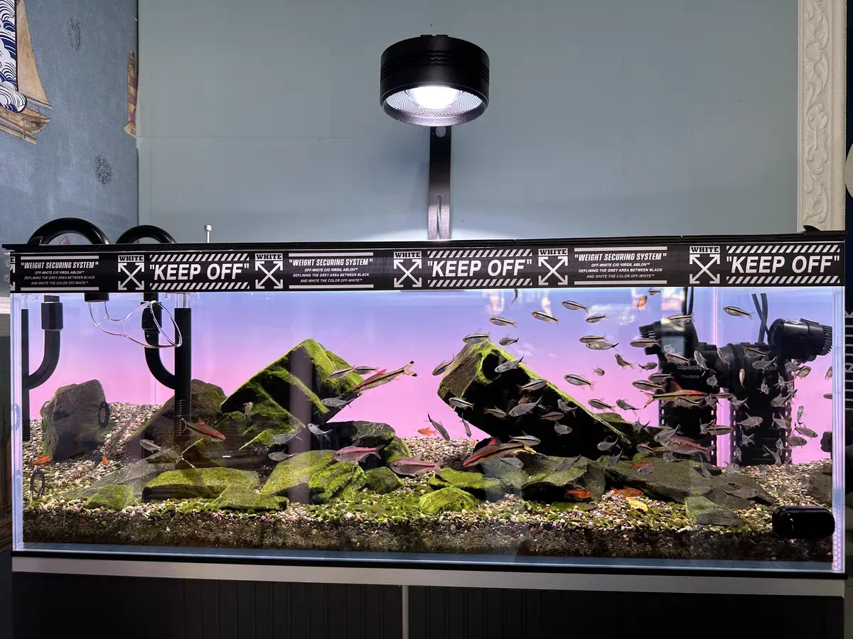 Latar Belakang Akuarium Akrili - Aquarium Fish Colour ulasan dan harga
