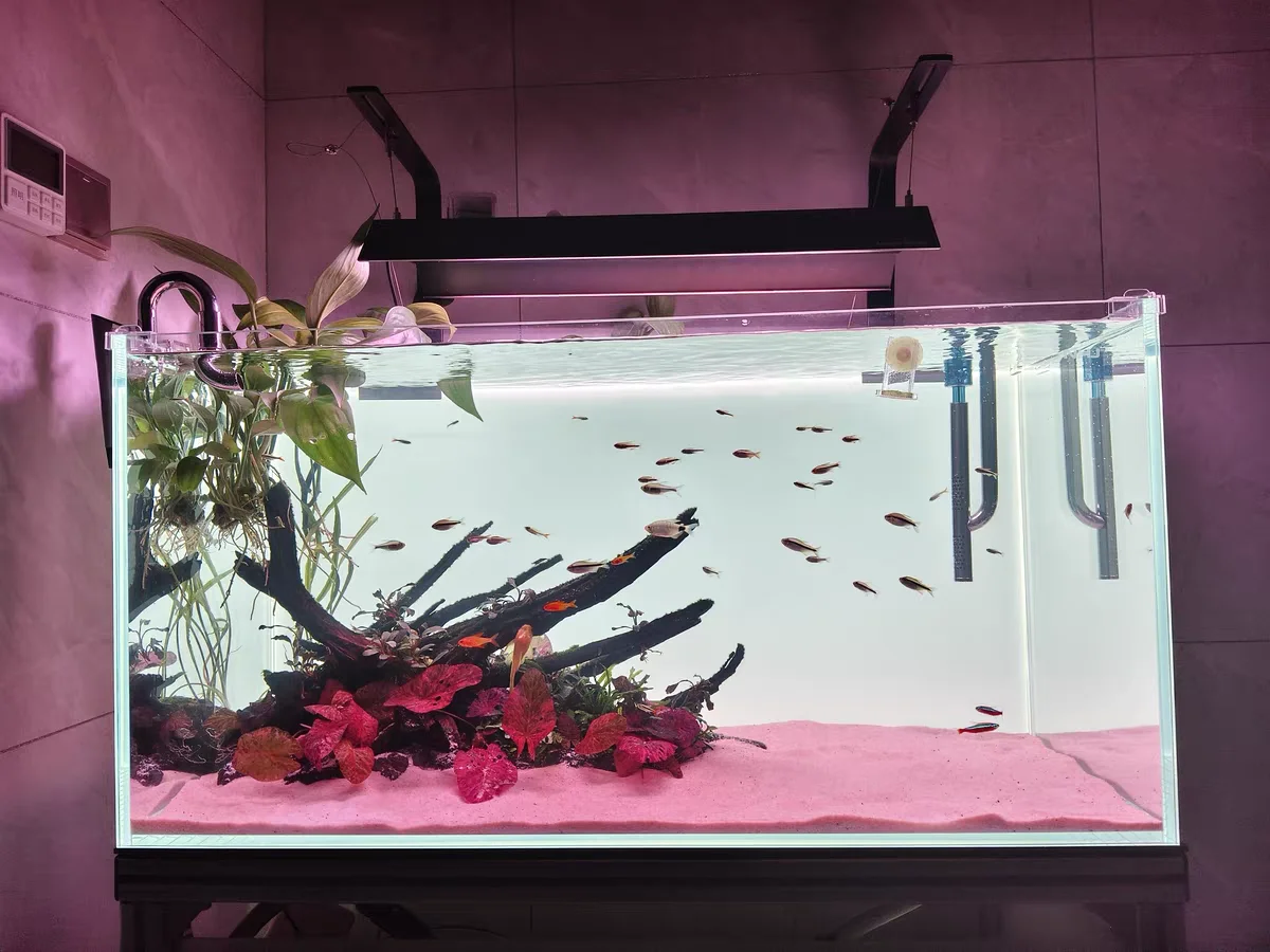 Latar Belakang Akuarium Akrili - Aquarium Fish Colour ulasan dan harga