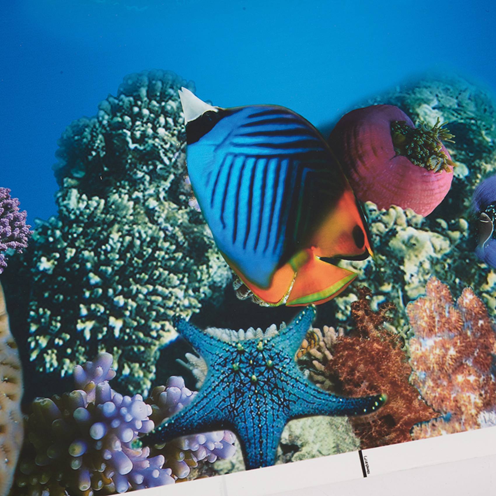 Latar Belakang Akuarium BAAU K - Fish In Aquarium Picture ulasan dan harga