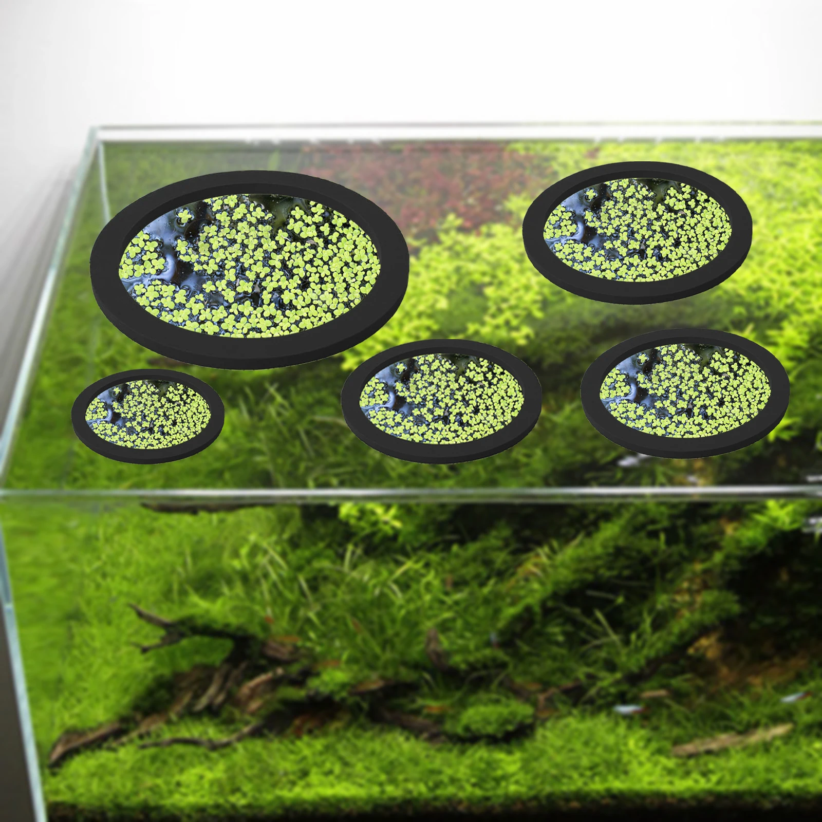 5 buah EVA cincin pemberi maka - Aquarium Fish In Pond ulasan dan harga