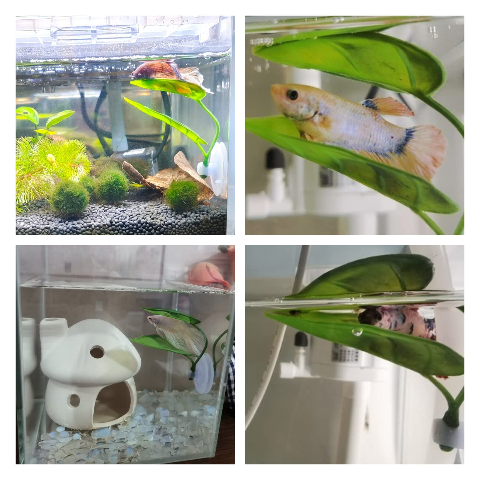 Dekorasi Akuarium Ikan Hias, T - Aquarium Fish Games ulasan dan harga
