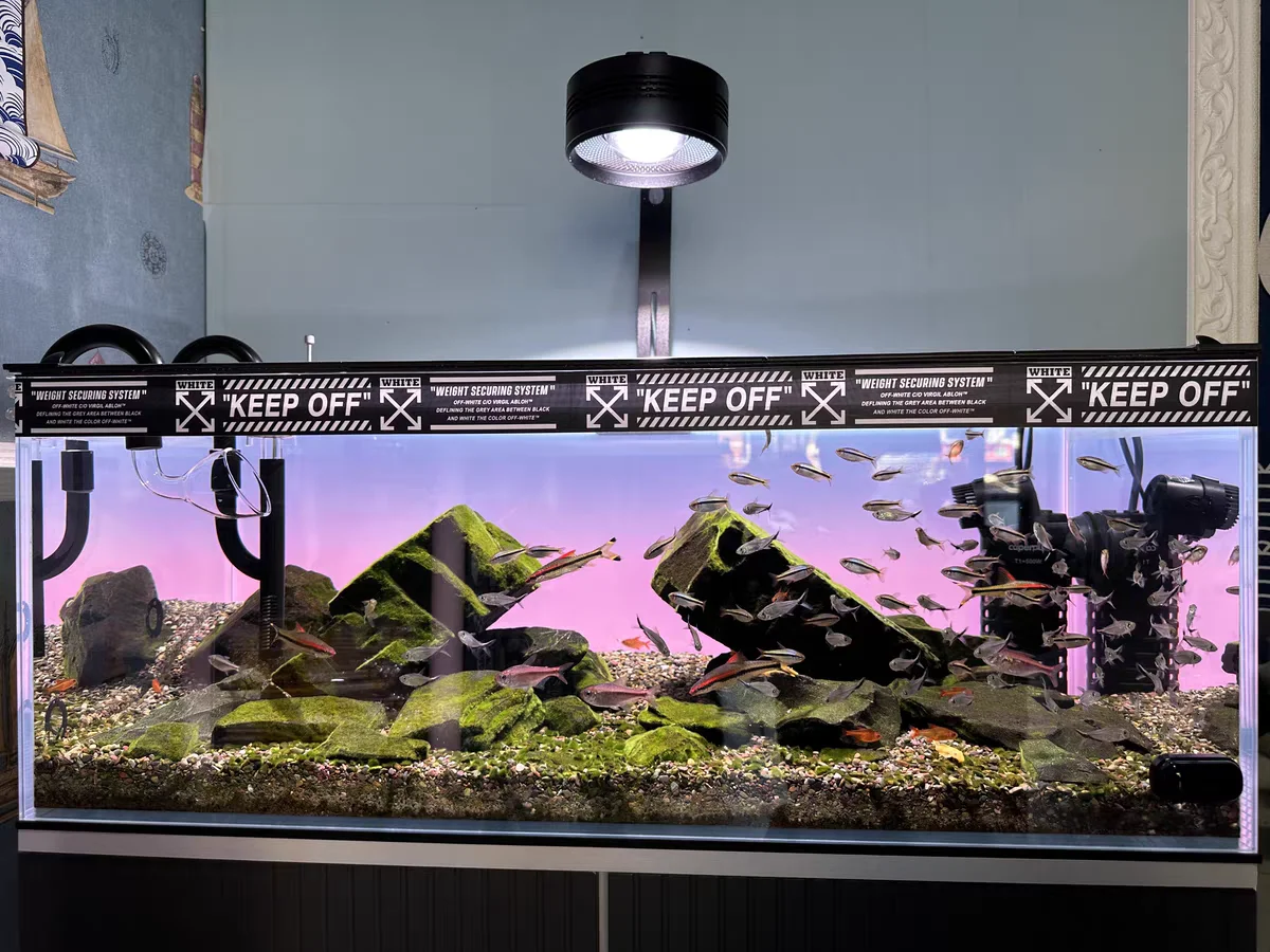 Latar Belakang Akuarium Akrili - Aquarium Fish Colour ulasan dan harga