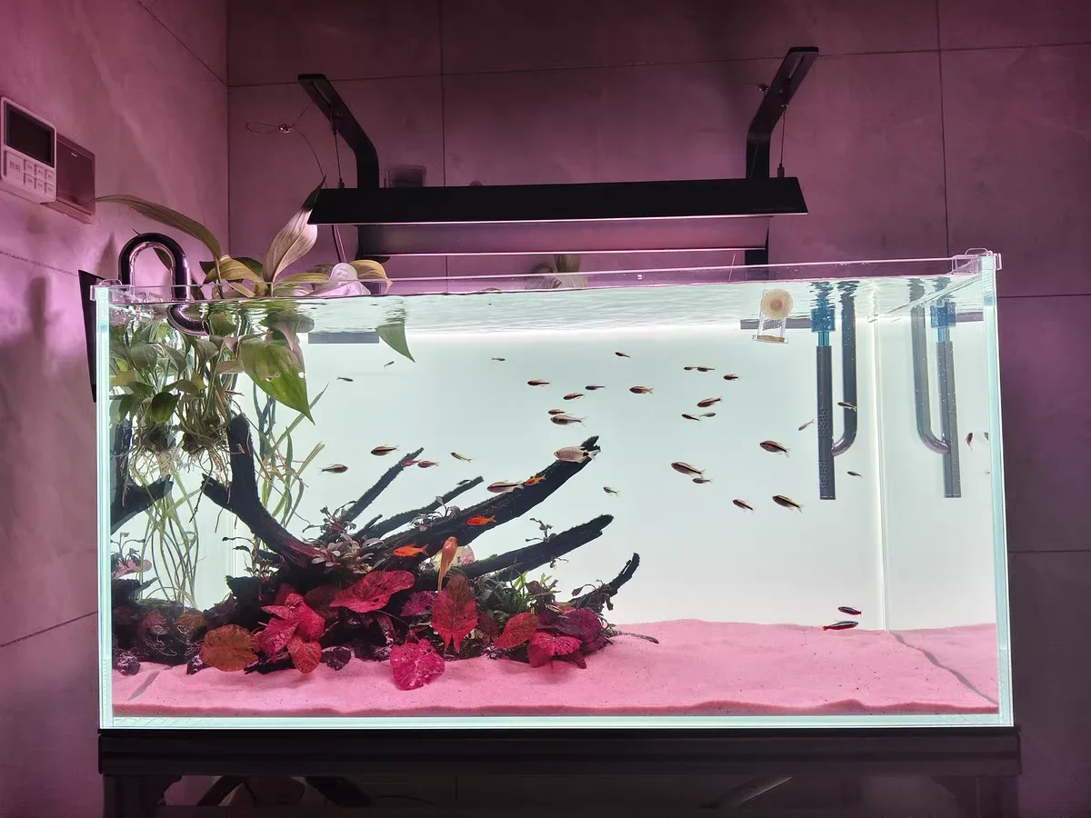 Latar Belakang Akuarium Akrili - Aquarium Fish Colour ulasan dan harga