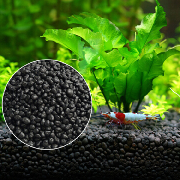 Bibit Tanaman Akuarium Tanah T - Aquarium Fish Store ulasan dan harga