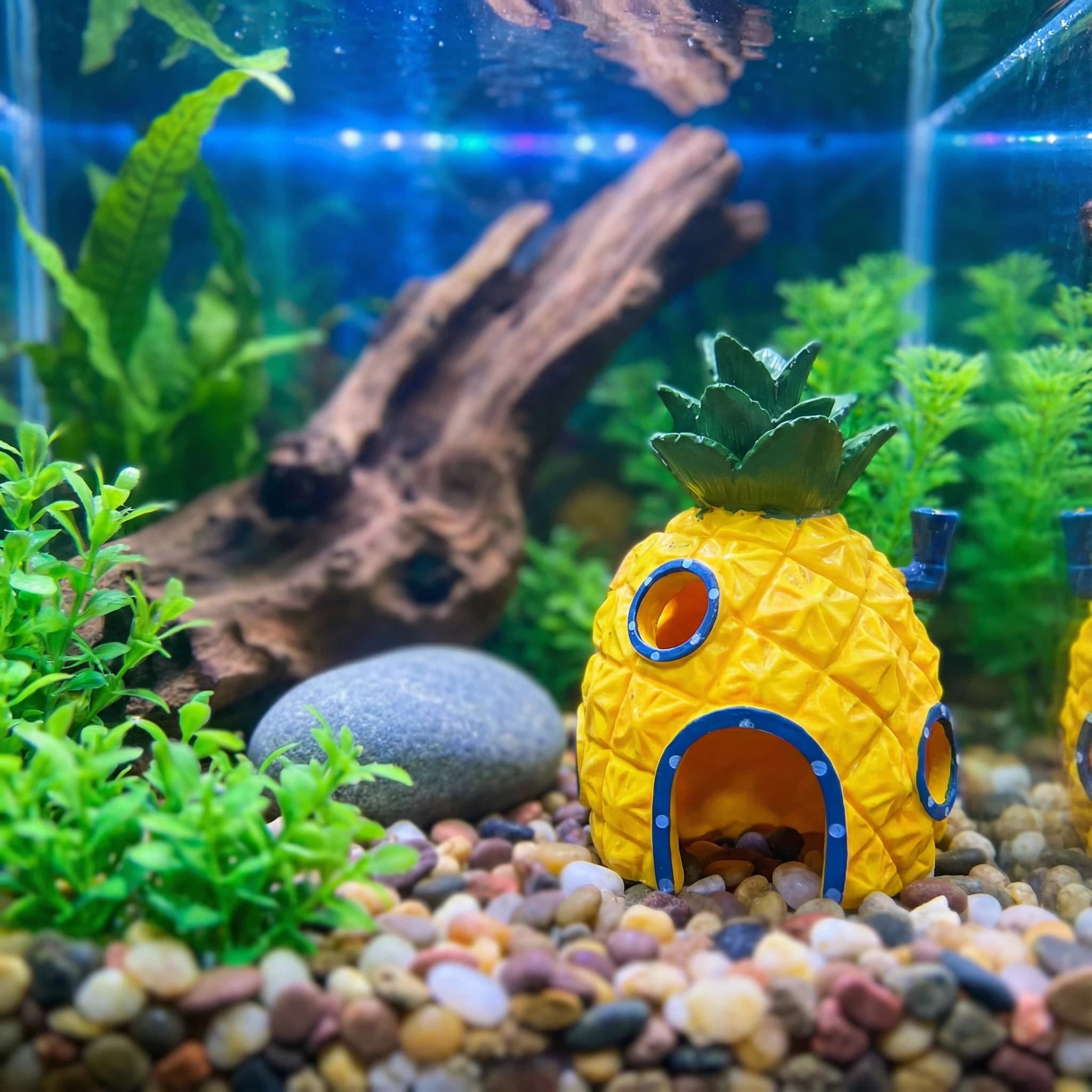 Dekorasi Akuarium Rumah Nanas, - Aquarium Fish Games ulasan dan harga