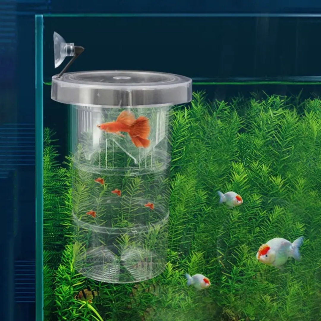 Kotak Isolasi Pembiakan Ikan A - Aquarium Fish Escape ulasan dan harga