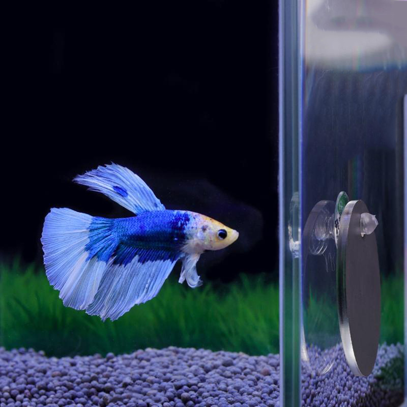 Cermin Cupang Akuarium Tangki  - Aquarium Fish Escape ulasan dan harga