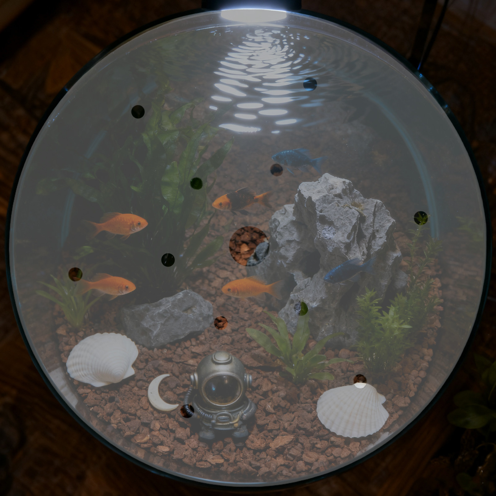 Penutup Akuarium Akrilik Bulat - Aquarium Fish Escape ulasan dan harga